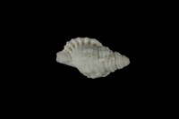 藏品(金色美法螺)的圖片